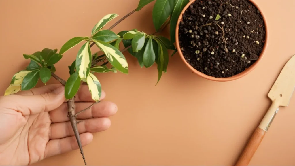 Hand holding a variegated umbrella plant cutting with visible roots, ready for planting in a terracotta pot filled with soil.