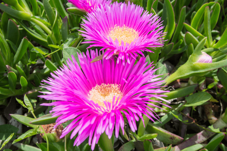 Bright pink ice plant flowers (Carpobrotus edulis) in full bloom with green succulent foliage, thriving in a drought-tolerant garden.