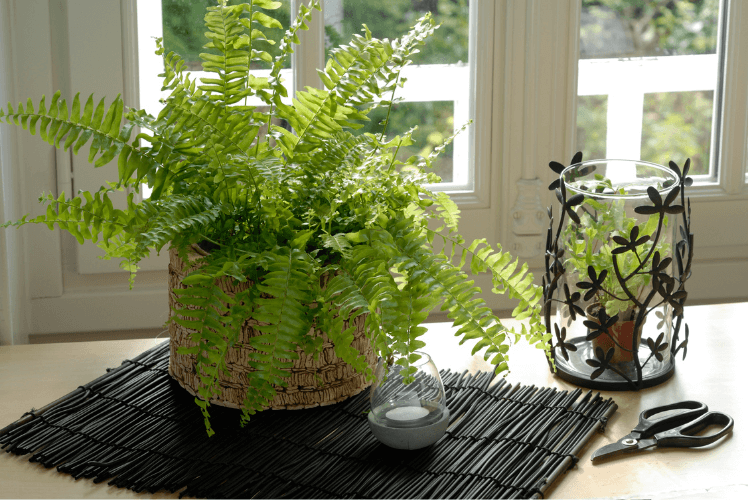 Healthy Boston fern in a woven basket near a window, with a terrarium, candle, and pruning shears, ideal for indoor plant care.