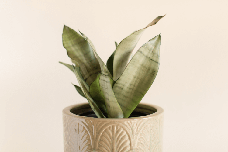 Moonshine Snake Plant in a decorative beige pot with intricate patterns, against a soft cream background.