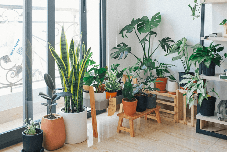 A bright, modern indoor space filled with a variety of potted plants, including snake plants, monstera, and other greenery.