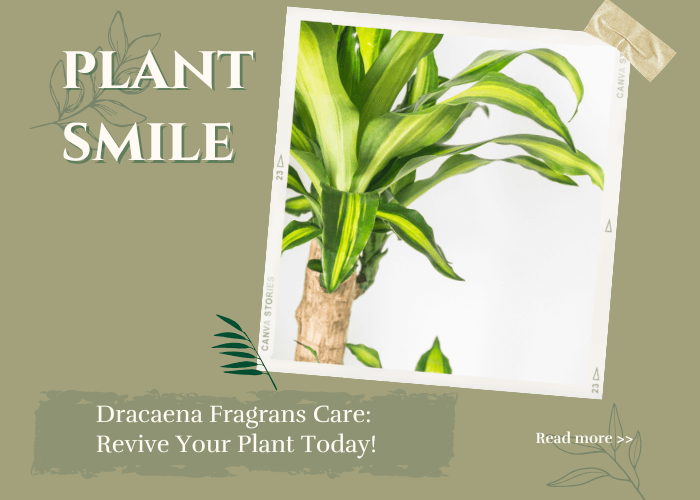Close-up of a vibrant Dracaena Fragrans plant with striped green and yellow leaves, perfect for Dracaena Fragrans care enthusiasts.