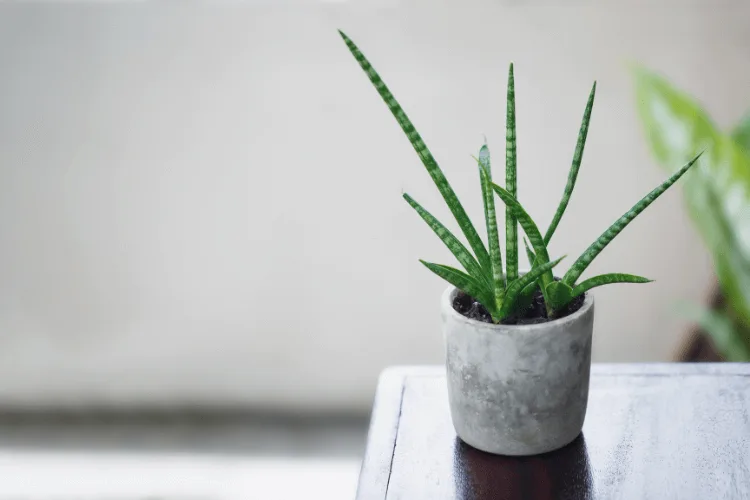 Potted Sansevieria Fernwood plant on a wooden table, showcasing its slender, upright leaves in a minimalist setting.