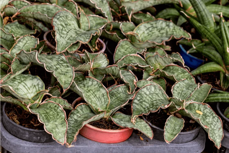 Sansevieria Kirkii plants with broad, wavy, green leaves adorned with unique silver patterns and reddish edges in shallow pots.