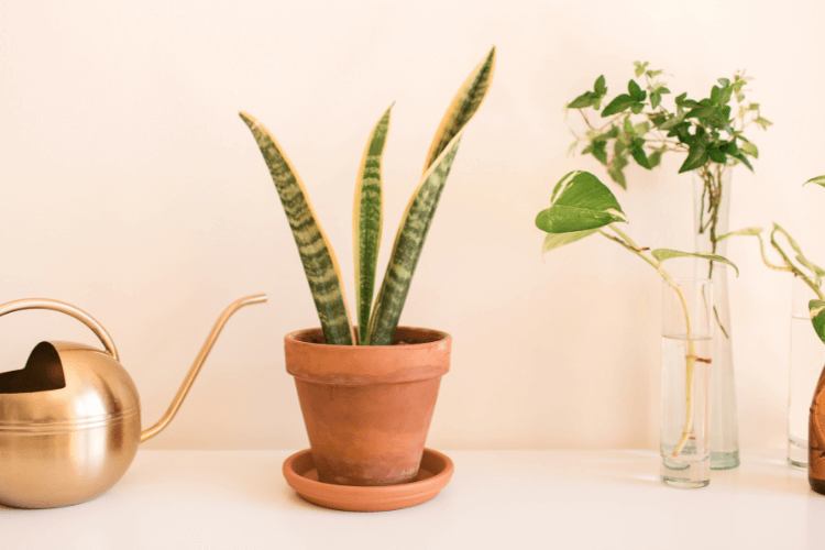 Sansevieria Laurentii in a terracotta pot, paired with a gold watering can and small plants in glass vases on a white surface.