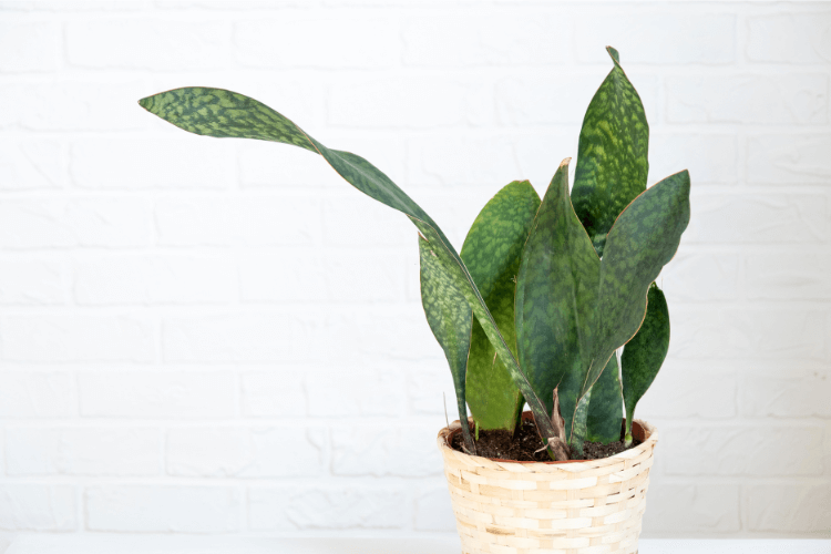 Sansevieria Masoniana, also known as Whale Fin Snake Plant, in a light woven basket pot against a white brick wall.