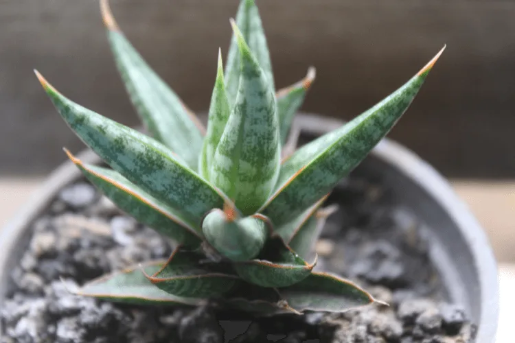 Sansevieria Samurai plant in a gray pot, featuring compact, sword-like green leaves edged with reddish-brown borders.