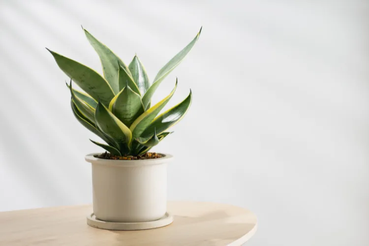 Golden Hahnii snake plant in a light beige pot, featuring compact rosettes of green leaves with bright yellow variegated edges.