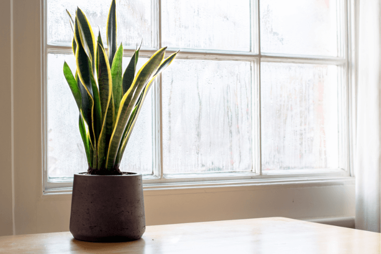 Sansevieria Trifasciata plant, also known as Mother-in-Law's Tongue, in a dark pot on a table near a bright window.