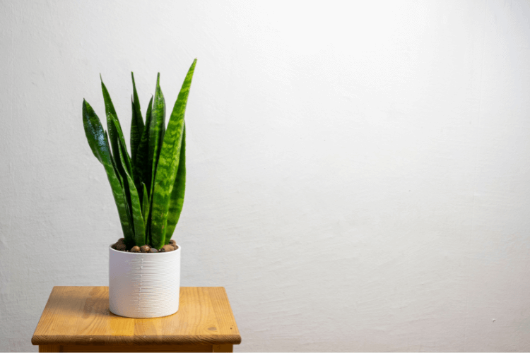 Sansevieria Zeylanica plant in a white pot on a wooden stool, with vibrant green leaves against a plain white background.