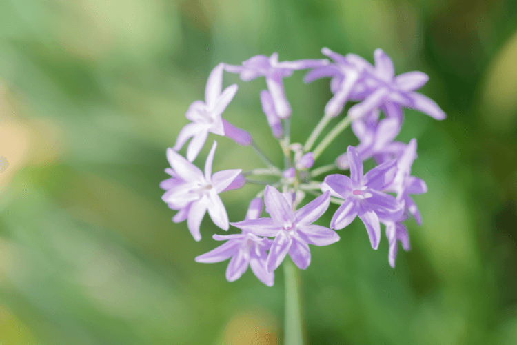 Close-up of a Society Garlic plant with delicate light purple flowers against a soft, blurred green background.