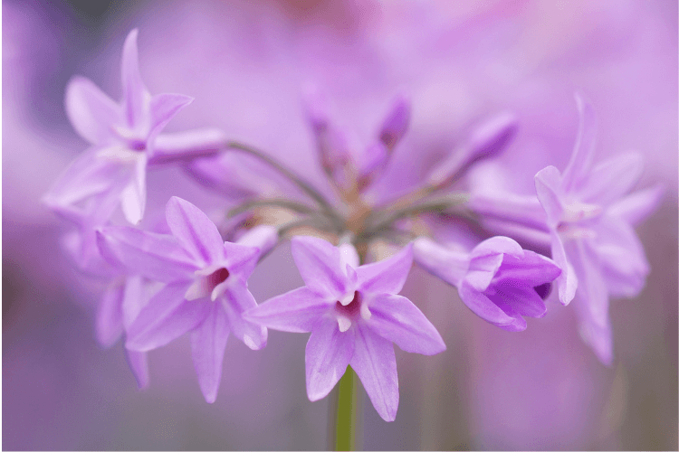 Close-up of vibrant purple Society Garlic flowers in full bloom, showcasing their delicate petals and clustered arrangement.