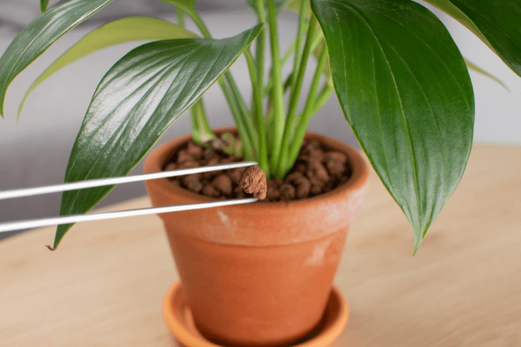 Close-up of a Dragon Tail Plant in a terracotta pot with expanded clay pebbles, held by tweezers, used as a potting medium.