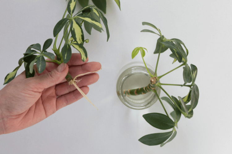 Close-up of umbrella plant cuttings in water and a hand holding a rooted cutting, demonstrating propagation techniques.