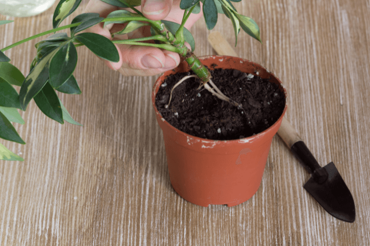 A freshly propagated Umbrella Plant cutting with visible roots being placed in soil for successful Umbrella Plant Propagation.