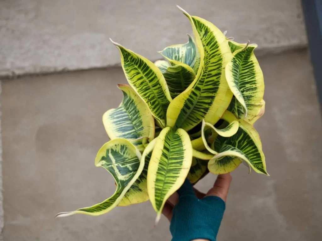 Twisted Sister Snake Plant with green and bright yellow variegated, curled leaves held in a hand against a neutral background.