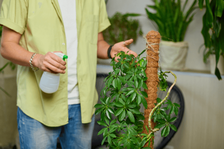 Person misting an umbrella plant climbing a moss pole indoors, promoting humidity and healthy growth.