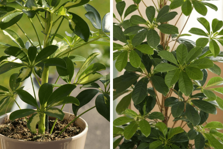 Side-by-side comparison of umbrella plants: one indoors in a pot with variegated leaves and another outdoors with lush green foliage.