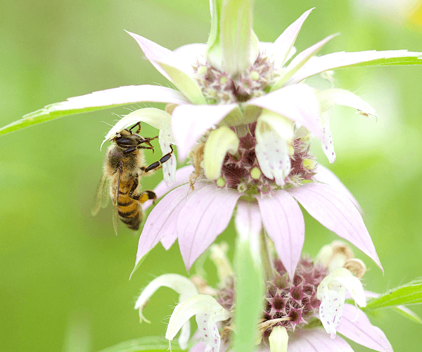 Bee collecting nectar from Spotted Bee Balm flower, highlighting its delicate pale purple petals and vibrant green foliage.