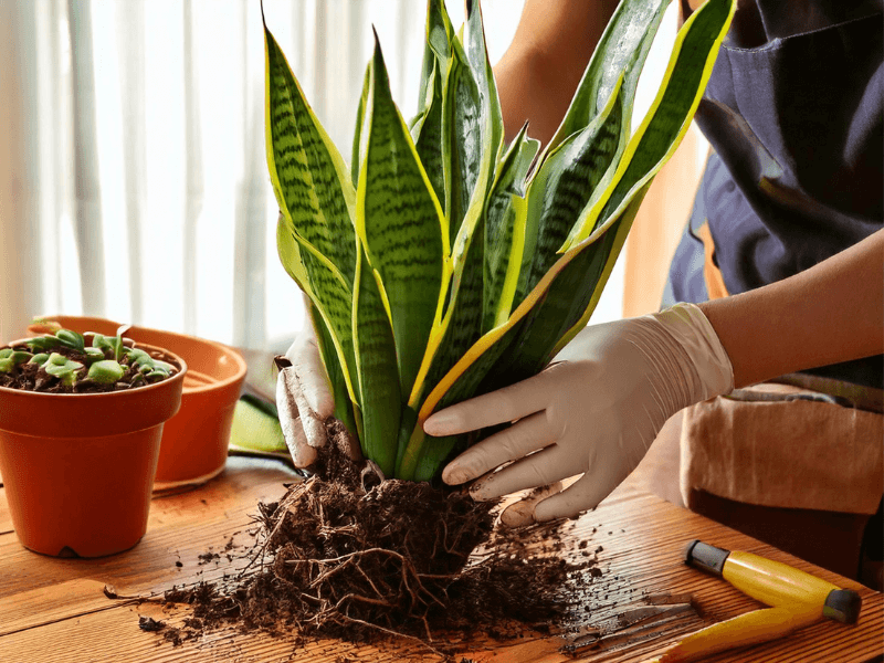 Hands wearing gloves carefully separating the roots of a healthy snake plant for propagation on a wooden table.