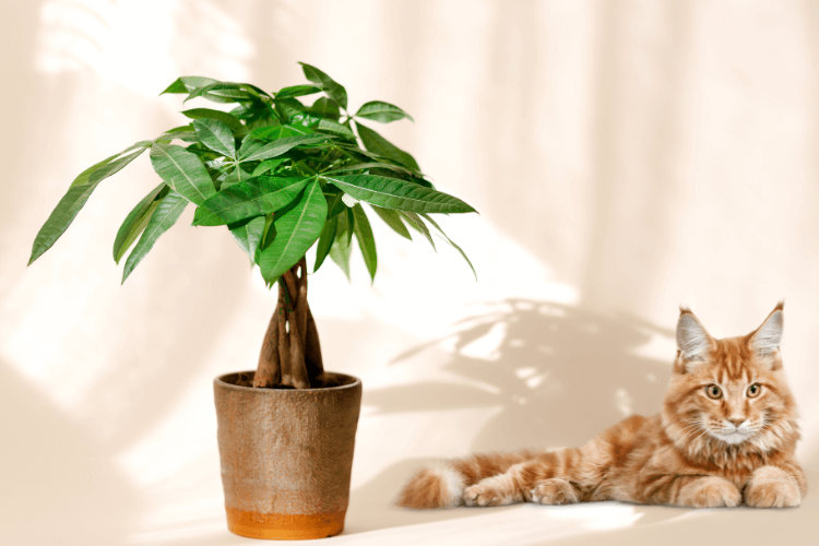 Money tree plant in a brown pot with a ginger cat beside it, addressing the question: Are money trees toxic to cats?