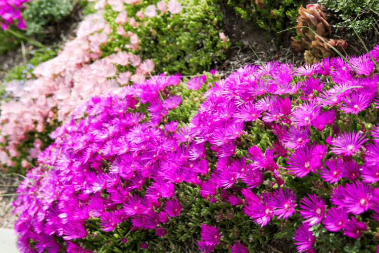 A dense carpet of vibrant purple ice plant flowers (Delosperma) covering a sloped garden bed, providing a stunning drought-resistant ground cover.