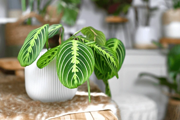 Green prayer plant with bright veined leaves in a white ribbed pot, displayed on a soft beige surface with blurred decor in the background.