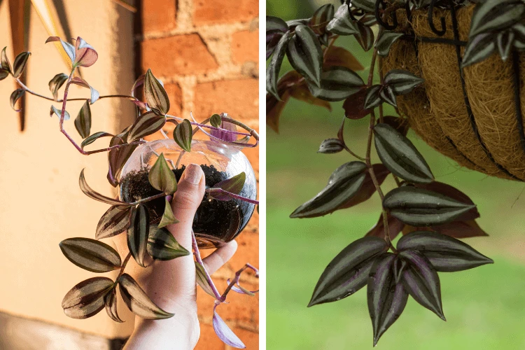 Wandering Jew plant in a glass pot indoors and a hanging basket outdoors, showcasing Wandering Jew sunlight preferences.