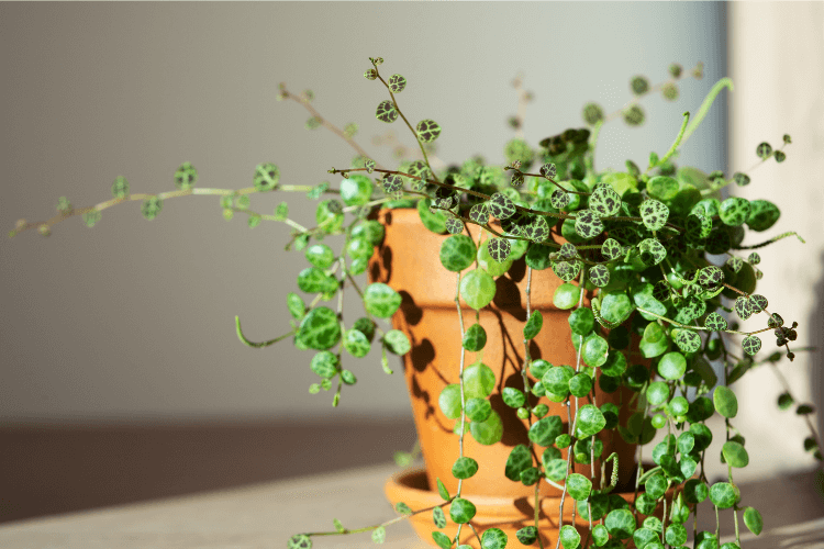 String of Turtles plant in a terracotta pot, showcasing cascading green leaves with unique turtle shell-like patterns in natural light.