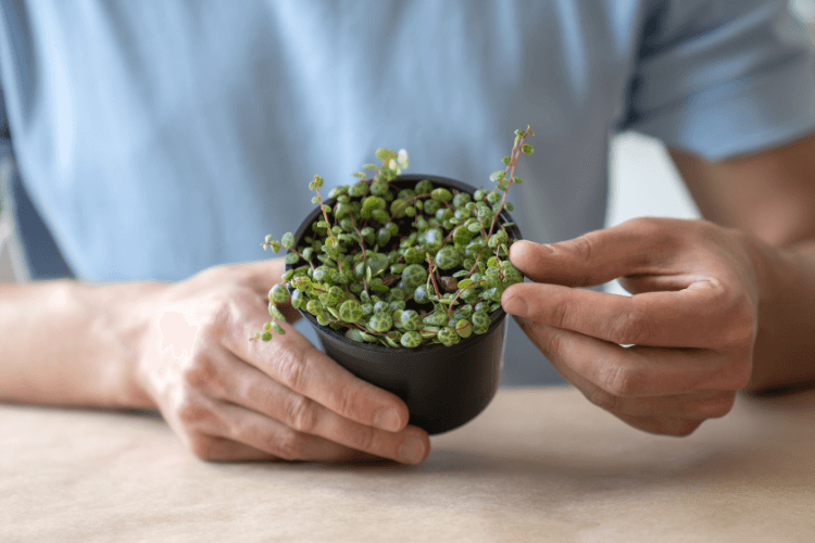 A person holding a small black pot with a healthy String of Turtles plant, showcasing its trailing round leaves on a table.