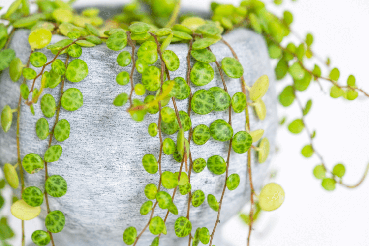 Close-up of a String of Turtles plant in a gray pot, highlighting its round, turtle-shell-patterned leaves trailing gracefully.