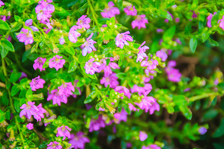 Close-up of Mexican Heather Plant with bright green foliage and vibrant pink-purple flowers, perfect for tropical or subtropical gardens.