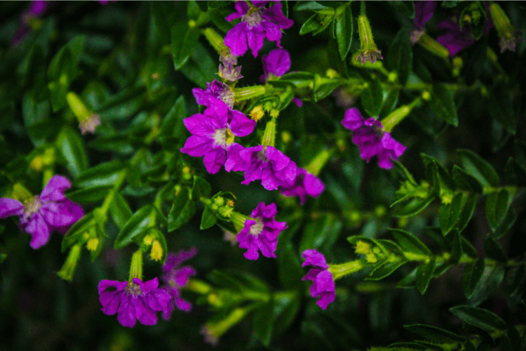 Mexican Heather Plant featuring vivid purple flowers and lush green foliage, thriving in tropical and subtropical climates.