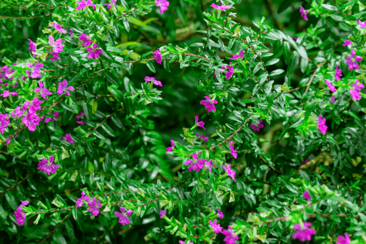 Close-up of a vibrant Mexican Heather plant with lush green foliage and small purple flowers blooming across the branches.