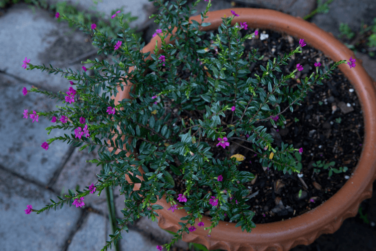 Potted Mexican Heather plant with vibrant green foliage and small purple flowers, placed on a stone-paved surface.