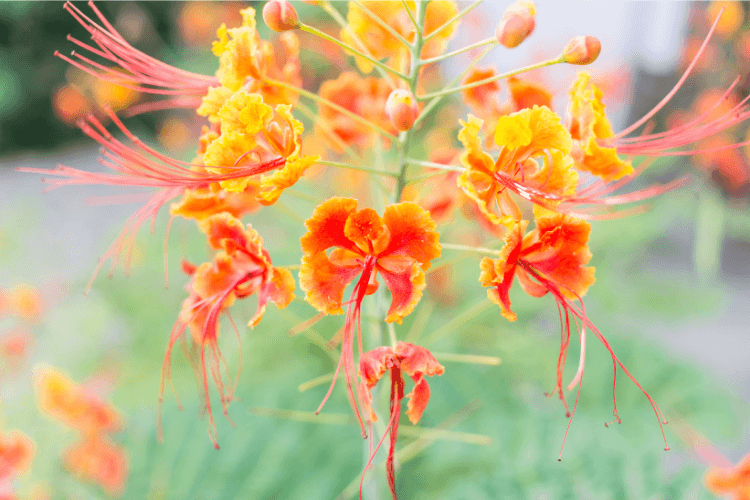 Bright orange and yellow flowers of the Pride of Barbados plant with delicate red stamens, set against lush green foliage.