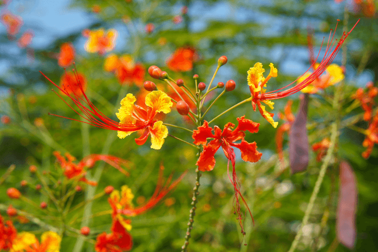 Vibrant red and yellow flowers of the Pride of Barbados plant with delicate long stamens, set against a lush green background.