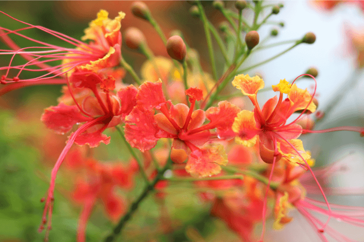 Red and yellow flowers of the Pride of Barbados plant, thriving outdoors, showcasing proper tropical care and maintenance.