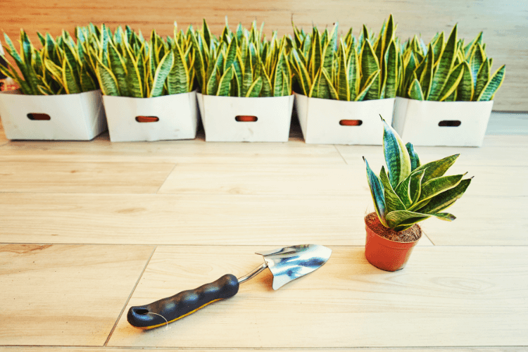 Small snake plant in a pot with a gardening trowel in the foreground; rows of larger snake plants in white containers in the background