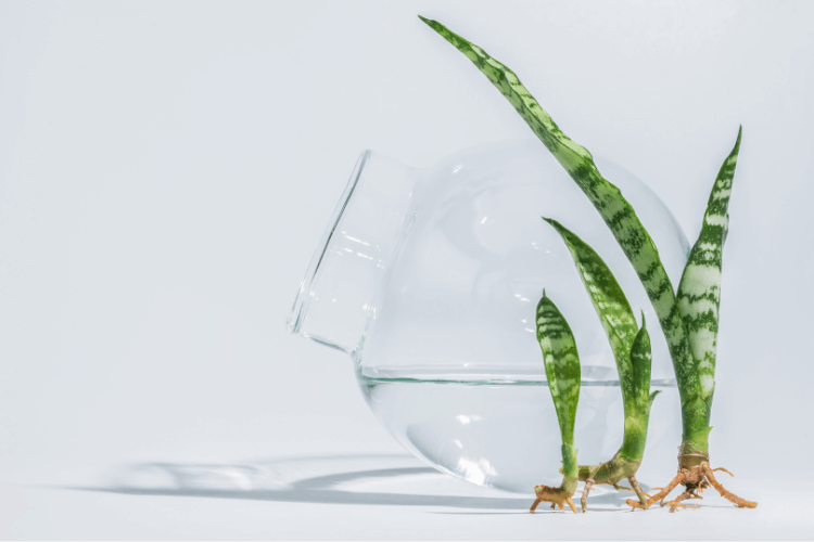 Snake plant cuttings with roots placed beside a clear glass container filled with water for propagation.