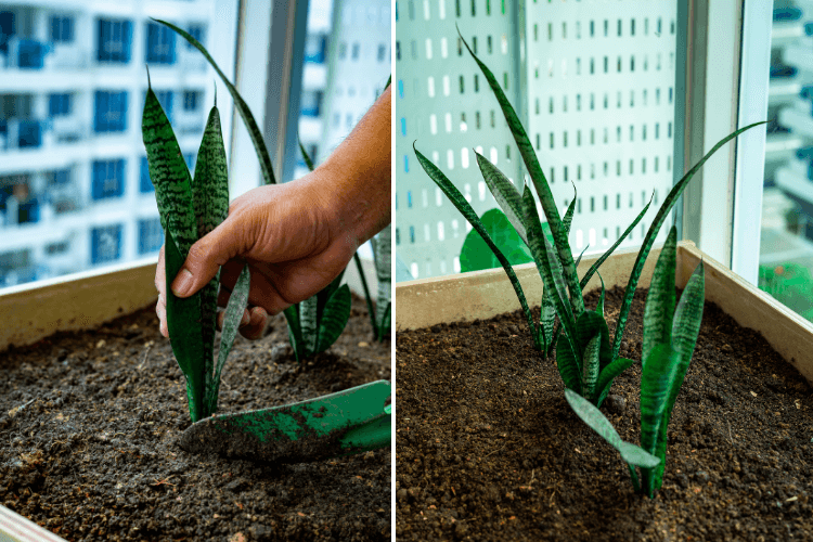 Hand planting a snake plant cutting in soil with a trowel, demonstrating how to propagate snake plant indoors.