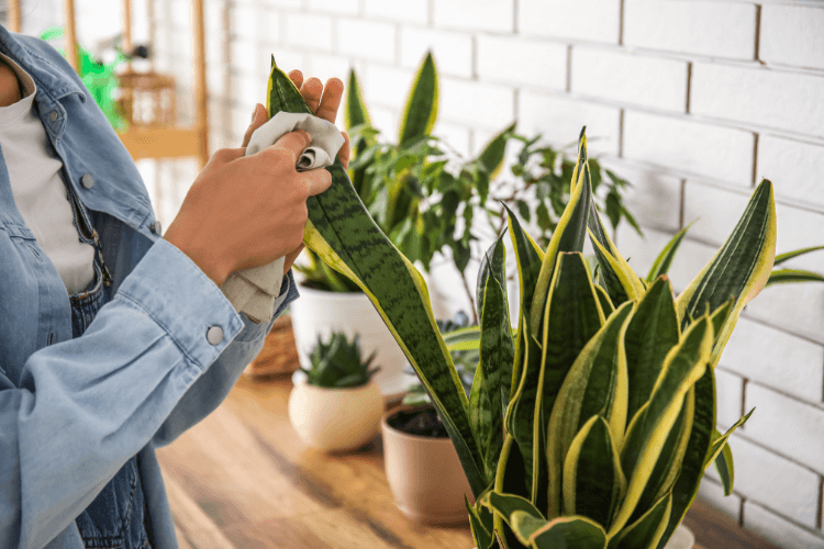 Person cleaning the leaves of a snake plant with a cloth, ensuring healthy growth for indoor propagation.