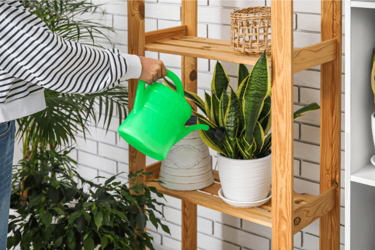 Person watering a snake plant on a wooden shelf with a green watering can in a bright indoor space.