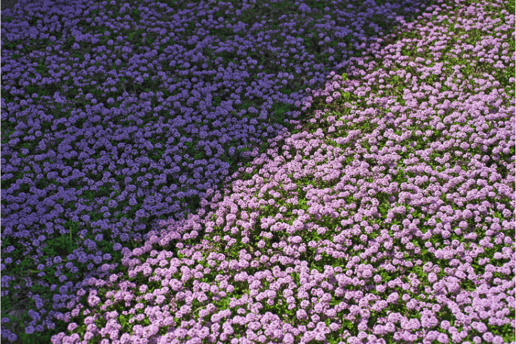 A lush field of Red Creeping Thyme in partial sunlight, showcasing vibrant pink and purple blooms contrasting with shaded areas.