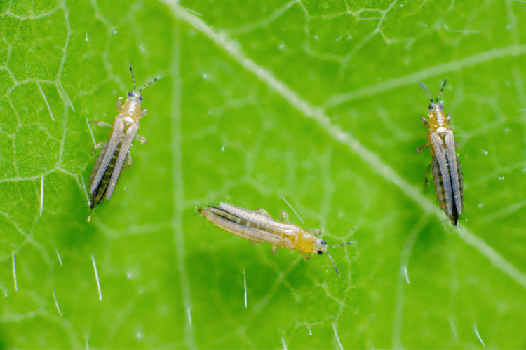 Close-up of thrips on plants, showing their slender bodies and how they infest and damage plant leaves.