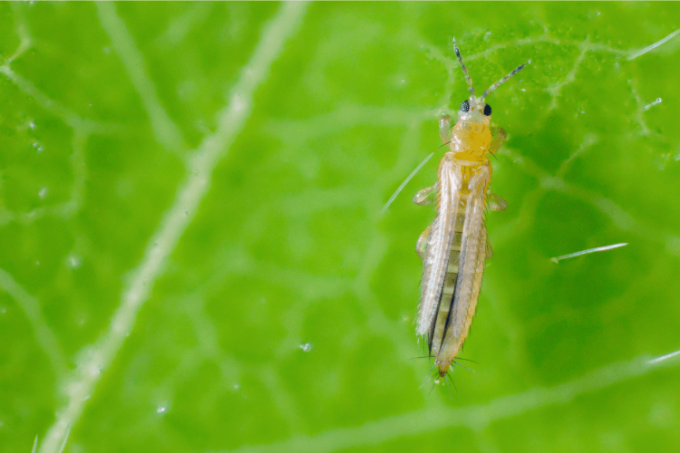 Close-up of thrips on a green leaf, showcasing their small size and how they infest plants.