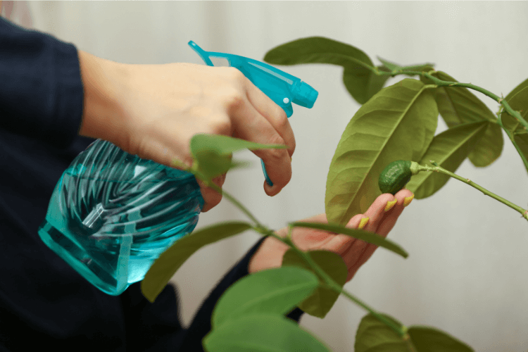 A person spraying a plant with a blue spray bottle, applying treatment to control thrips on plants.