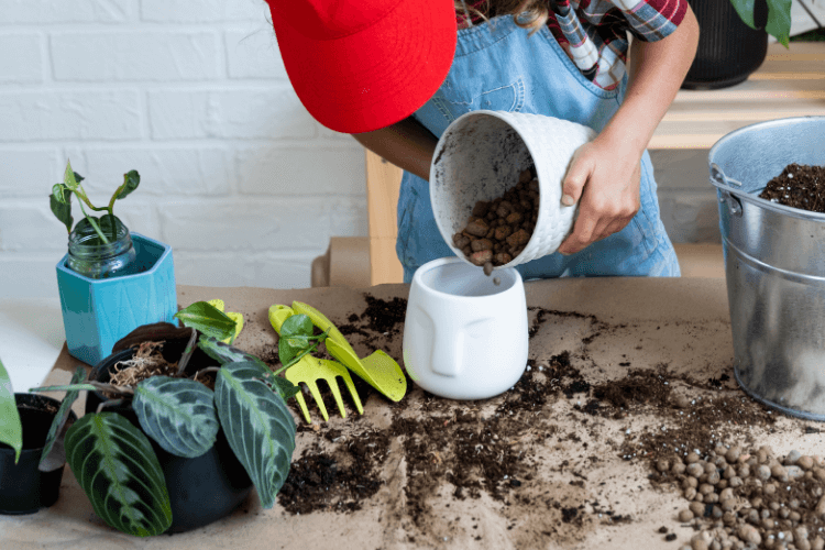 Gardener potting a Prayer Plant in a white planter with tools and soil on a table, illustrating care tips for achieving mature size.