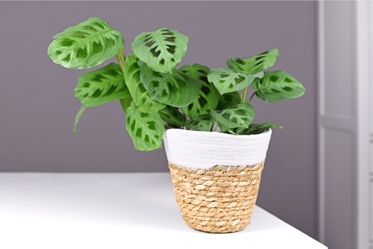 Healthy Prayer Plant in a woven basket planter displayed on a white surface, showcasing its mature size and vibrant leaves.