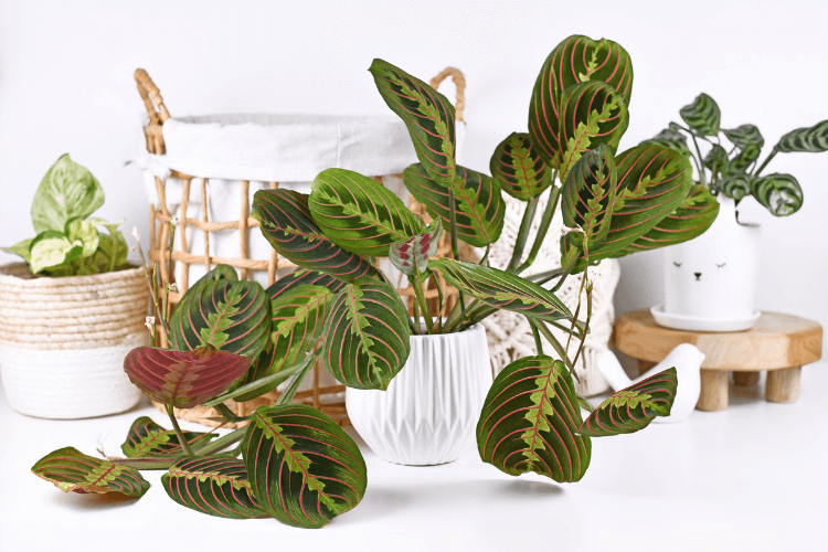 Maranta leuconeura in a white pot with vibrant green and red-veined leaves, surrounded by baskets and small potted plants.